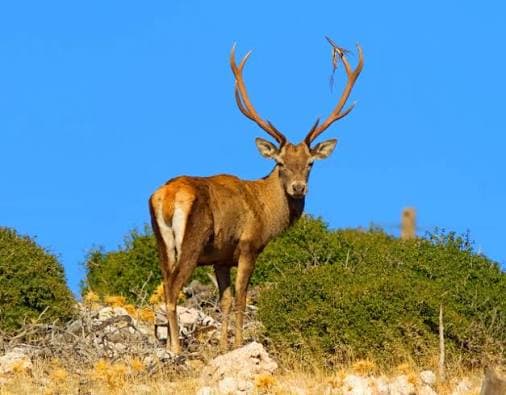 Πάρνηθα - Καταφύγιο Μπάφι - Χασιά | Μονοήμερη Εκδρομή στο Βουνό